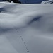 Spuren im Schnee...