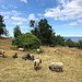 Unterwegs bei Gudhjem - Am Bokul weiden etliche Schafe. Hinten ist derweil die große dänische Fahne am Aussichtspunkt zu erahnen.