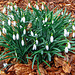 Snowdrops