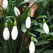 Snowdrops