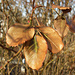 Bronzefarbene Blätter