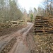 Abstieg vom Bauwalder Kopf auf einem Forstweg, der nach Arbeit aussieht. Der Wald ist eben nicht nur Erholungsraum, sondern auch Wirtschaftswald.