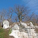Felsen und alte Baumriesen begleiten die Donau.
