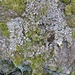 Mousses et lichens : Art botanique .