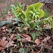 Helleborus viridis L.
Ranunculaceae

Elleboro verde.
Rose de Noel.
Christrose.
