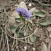 Globularia cordifolia L. 	<br />Plantaginaceae<br /><br />Vedovelle celesti<br />Globulaire à feuilles en cœur <br />Herzblättrige Kugelblume <br />