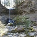 Die "fliegende" Eibe vor dem Wasserfall des Aabach