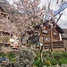 Blühende japanische Zierkirsche in Quinten