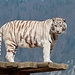 Weisser Tiger im Siky Zoo - Mitten im Jura ❤