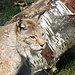 Ihn würde ich sehr gerne mal in der Freiheit antreffen - Der Luchs.