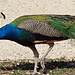 Der stolze Pfau. 