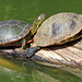 Wasserschildkröten gibt es auch im Sikyzoo.