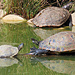 Wasserschildkröten gibt es auch im Sikyzoo.