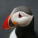 Ein Bild aus der Serie: [http://www.hikr.org/gallery/tags/tierportrait/ Tierportrait] – Der Papageientaucher