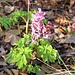 Hohler Lerchensporn