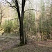 Der natürliche Talboden mit dem Lohmgrundbach wurde auf etwa 650 m Länge von bis zu 30 m hohen Abraumhalden verschüttet. Wie der Bach darunter hindurchgeführt wird, konnte ich noch nicht herausfinden.<br />Hier ist die Grenze zwischem natürlichen Tal und Aufschüttung zu sehen.