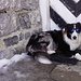 Ein cooler Hund bewacht den Eingang der Wildhornhütte