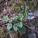 Viola odorata L. 	<br />Violaceae<br /><br />Viola mammola<br />Violette odorante<br />Wohlriechendes Veilchen<br />