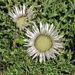 Silberdistel