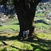 Verlorenes Lämmchen am Gipfel