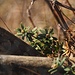 Jurarösli (Daphne cneorum)