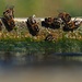 Bienen an der Tränke