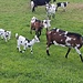 Auch die Gitzi spüren den Frühling