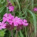 Nelke mit 5 Blütenblättern