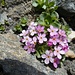 ein weiteres Alpenblumen-"Gedicht"