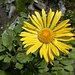 noch eine sonnenähnliche Alpenblume ...