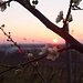 Sonnenuntergang hinter den Apfelblüten