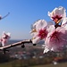 Kirschbäume in voller Blüte