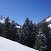 Powdertraum!