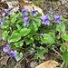 violettes printanières ;