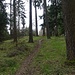 Forêt et sentiers , paisibles .