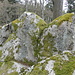 Roche et mousses s'accordent parfaitement .