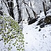 Neve sulle prime foglie di faggio