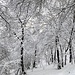 Neve fresca intonsa