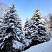 Abeti innevati