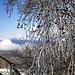 Neve gelata sui rami