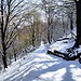 Arrivo a Val Alta tra i faggi
