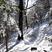Si scioglie la neve dai rami