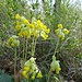 Konkurrenten: Schlüsselblümchen