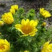 Offene Blüten auf reich beblätterten Stengeln
