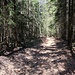 Ein Waldstück wird durchquert.
