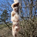 Ein Rohrkolben mit Wintermantel.