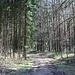 Der Weg führt in den Wald hinein,...