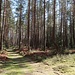 Entspannt geht es im Wald dahin.