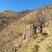 Valvassera