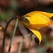 Wilde- oder Weinberg-Tulpe (Tulipa sylvestris):<br /><br />Die Art ist in Baden-Würtemmberg stark gefährdet. An der Westflanke des Tüllinger Berges ist sie noch etwas häufiger anzutreffen. In Deutschland gibt es keinen anderen Ort wo man die schöne Pflanze so zahlreich sehen kann!<br /><br />